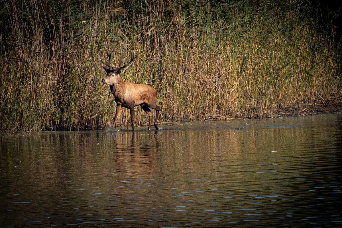 Red Deer stag during the rut