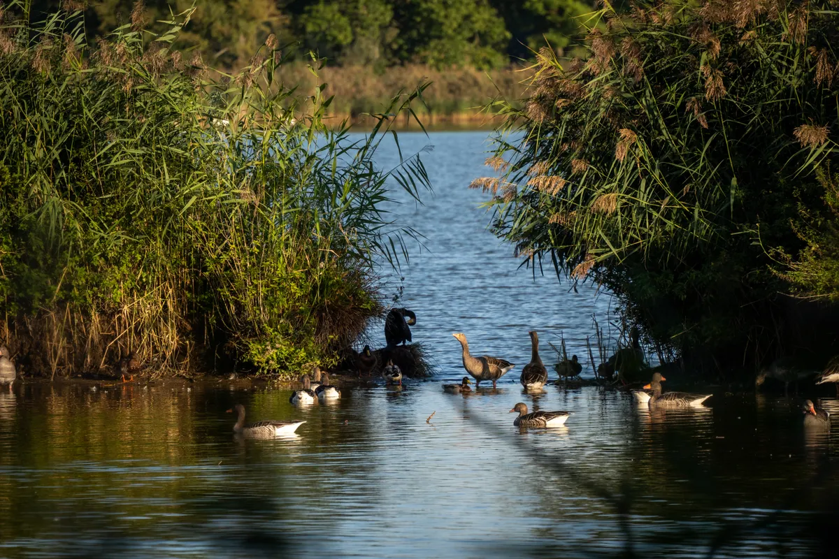 birds