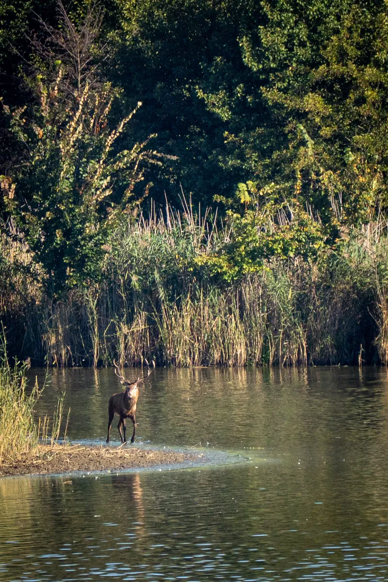 red deer